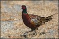 _0SB4199 ring-necked pheasant